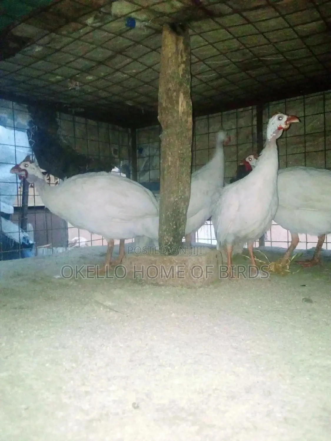 Pure White Guinea Fowlz for Sell in Kampala
