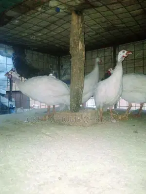 Pure White Guinea Fowlz for Sell in Kampala