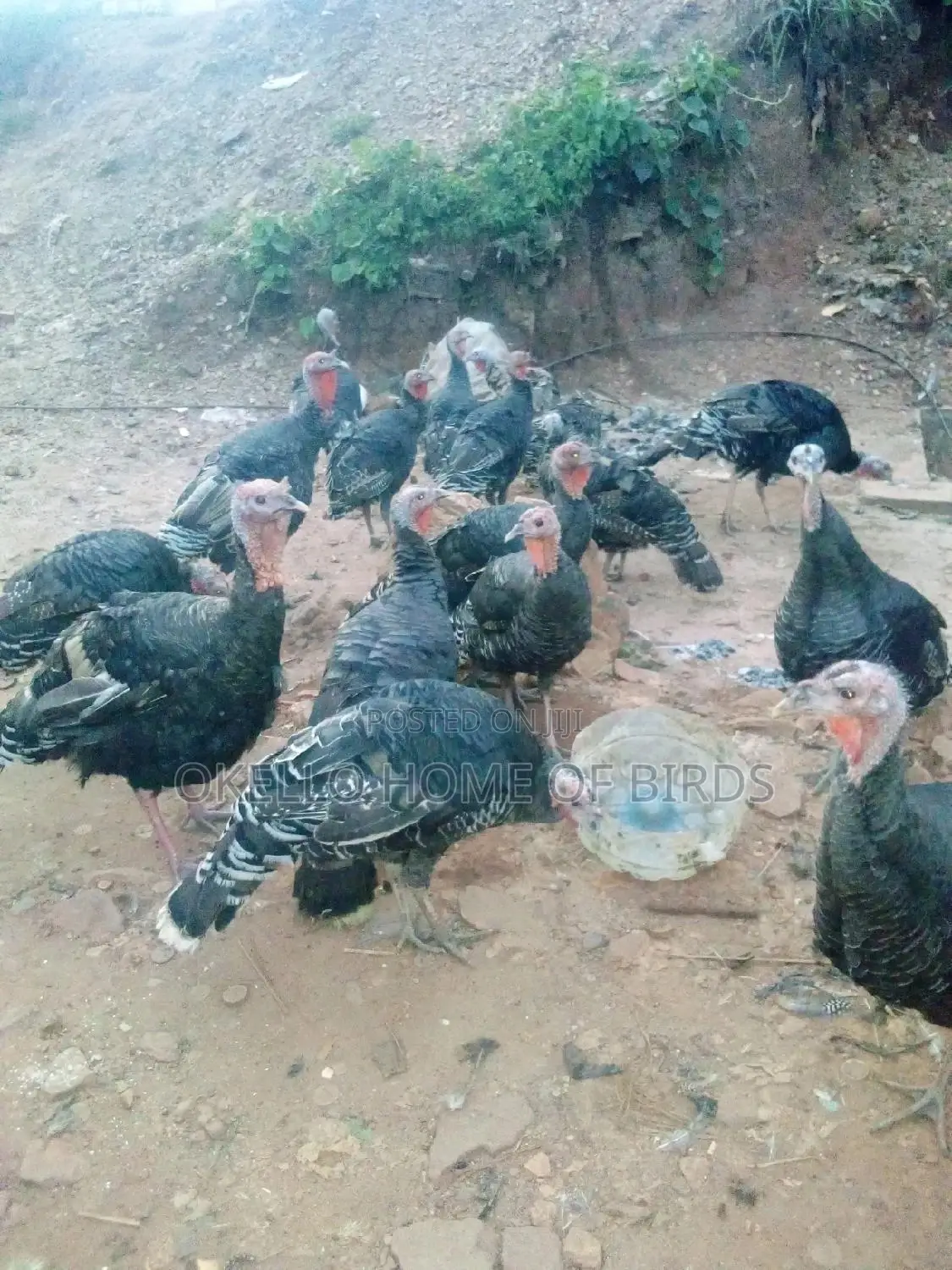Turkeys for Sell