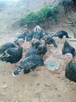 Turkeys for Sell