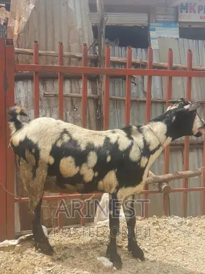 Kitanga Female That Gives Birth Ti 3kids