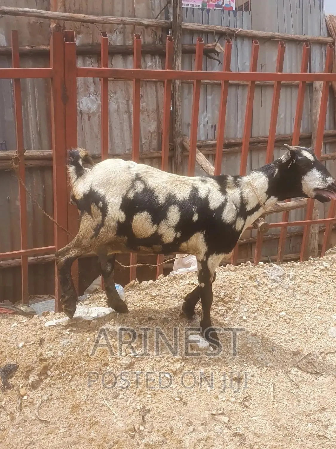Kitanga Female That Gives Birth Ti 3kids