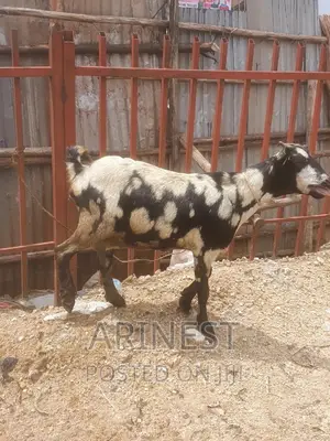 Kitanga Female That Gives Birth Ti 3kids