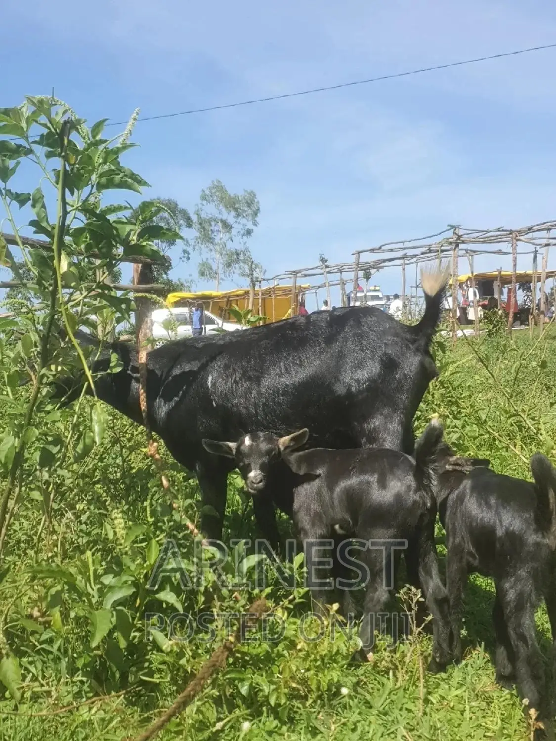 Goat With Two Kids