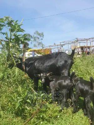 Goat With Two Kids