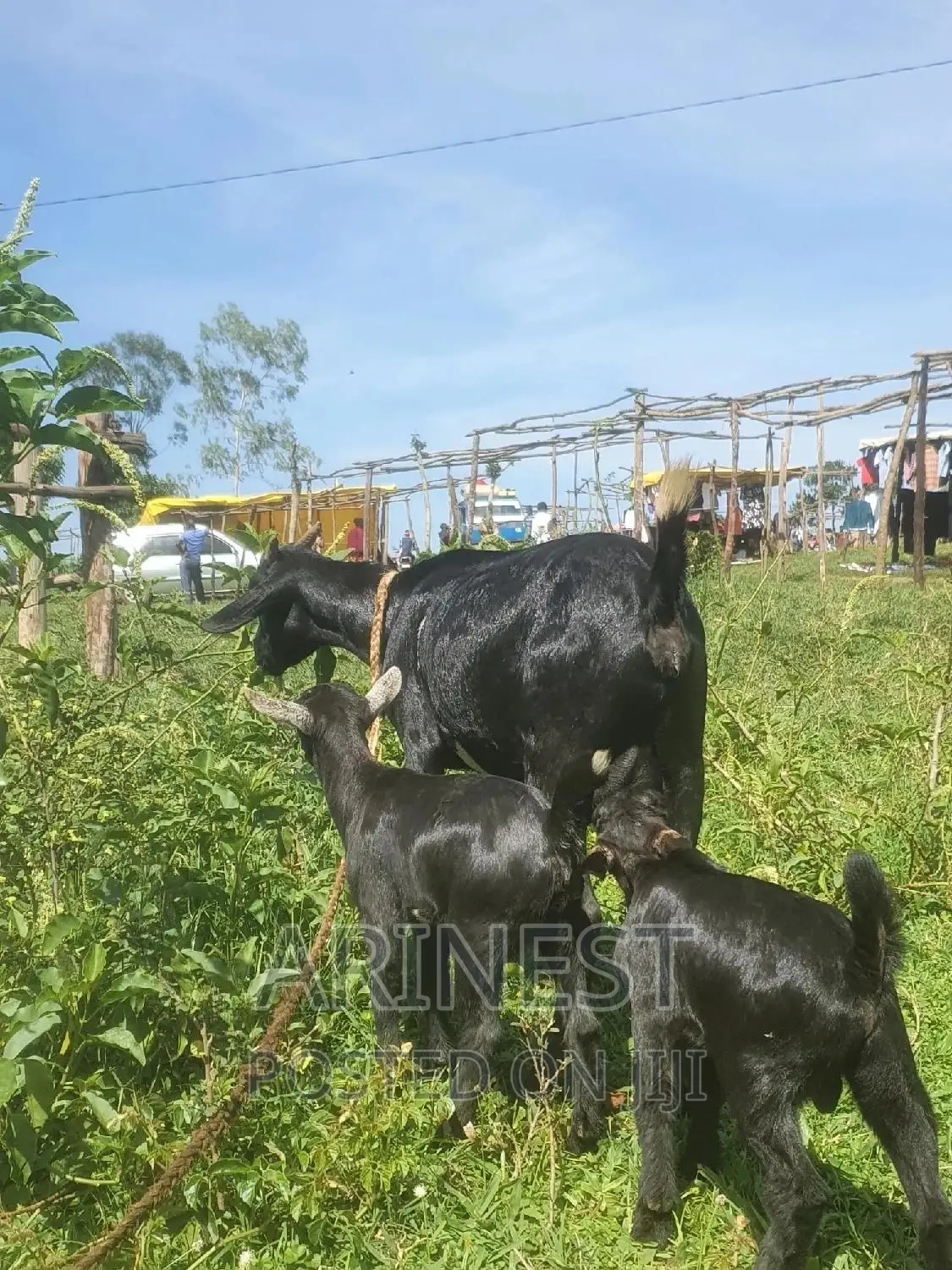 Goat With Two Kids