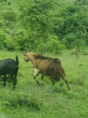 Milking Goat