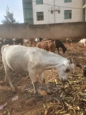 Pregnant Goat Mixed Breed