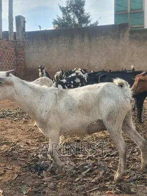 Pregnant Goat Mixed Breed