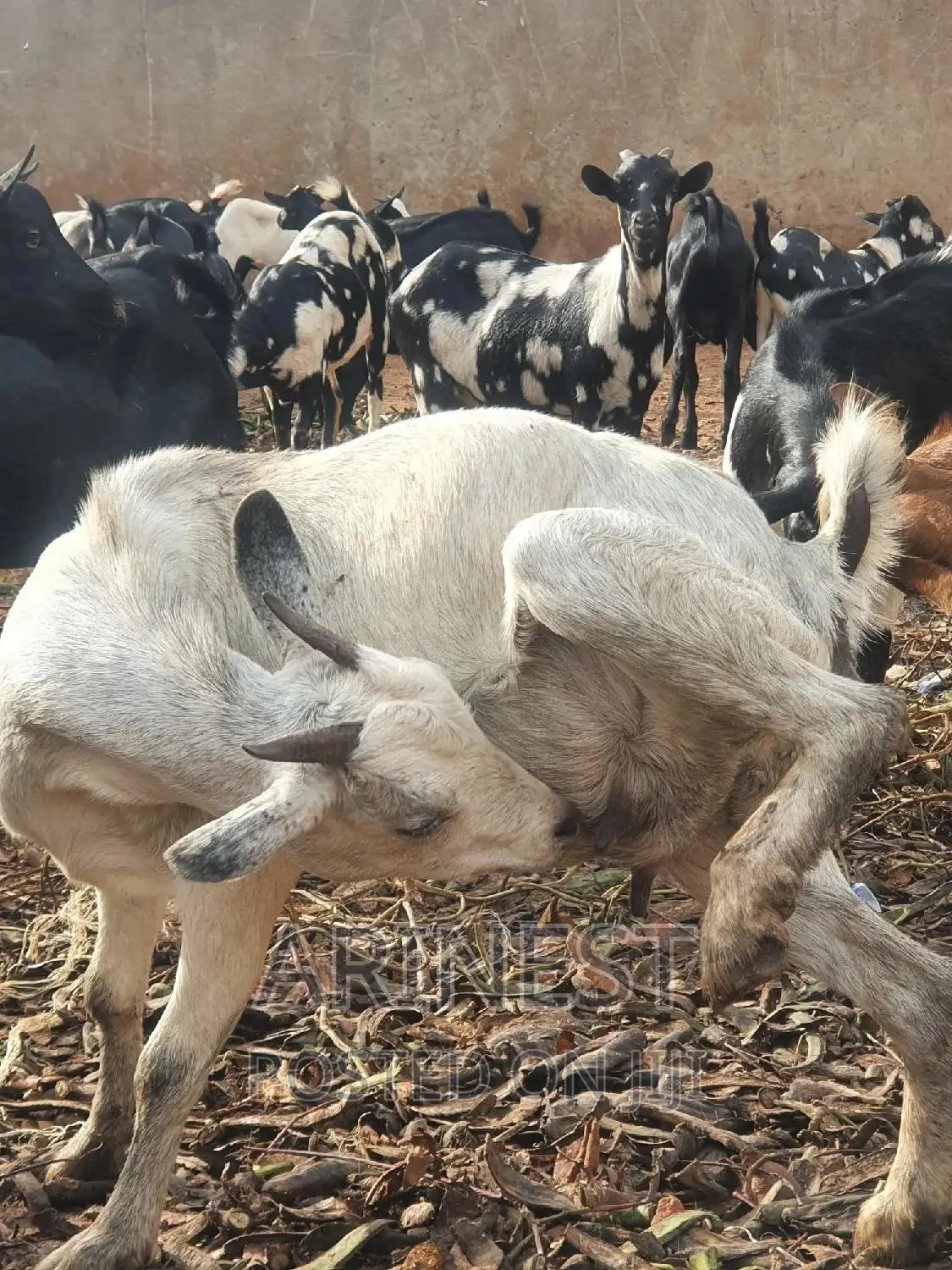 Pregnant Goat Mixed Breed