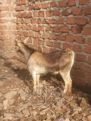 Savanna Pregnant 2months