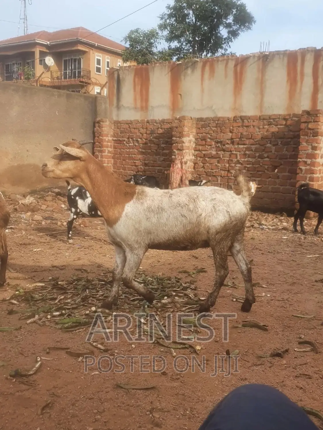 Savanna Female Pregnant With 95% Breeding Ratio