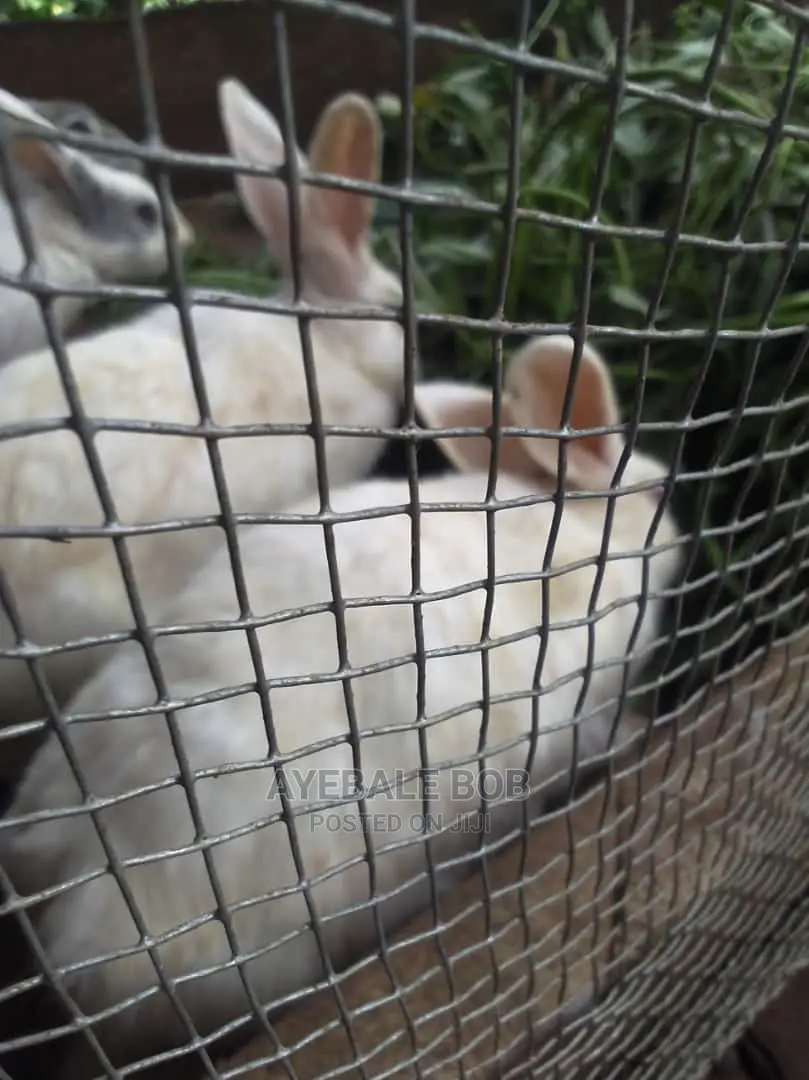 Good Quality Rabbits