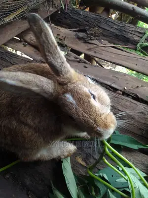 Good Quality Rabbits