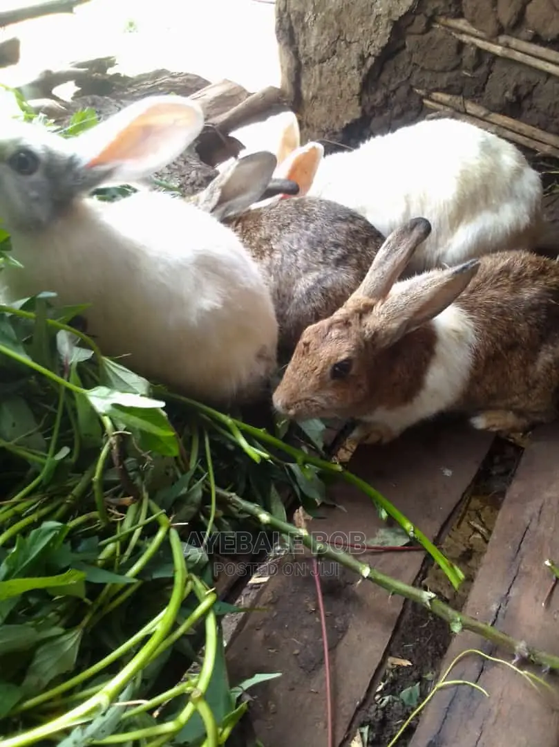 Good Quality Rabbits