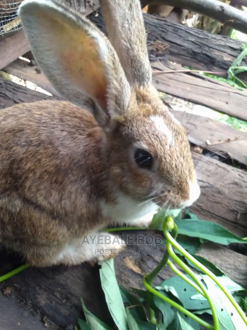 Good Quality Rabbits