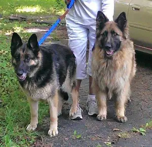 Pure German Sherperd Dogs On Sale