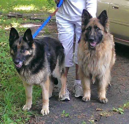 Pure German Sherperd Dogs On Sale