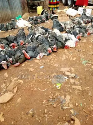 Turkeys for Sell in Kampala