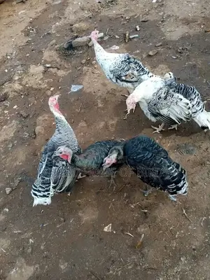 Birds for Sell in Kampala