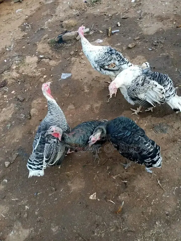 Birds for Sell in Kampala