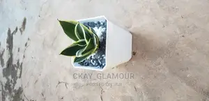Indoor Potted Classy Plants.