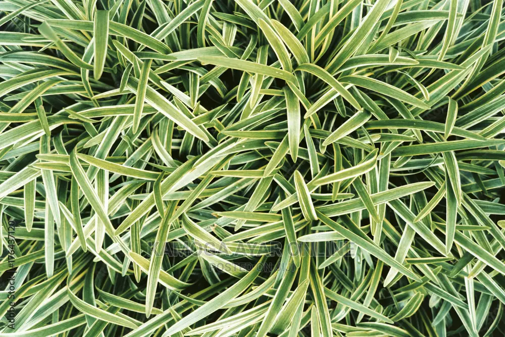 White and Green Paspalum Grass, Natural Carpet