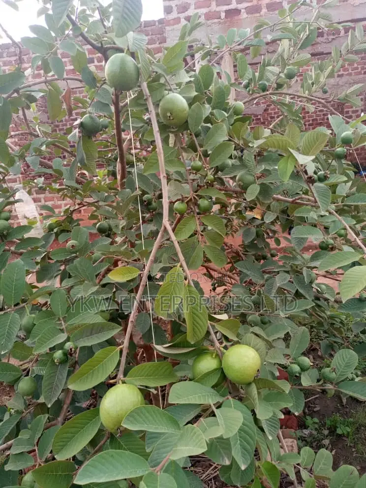 Guarva Seedlings