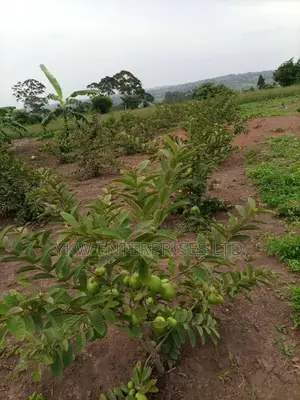 Guarva Seedlings