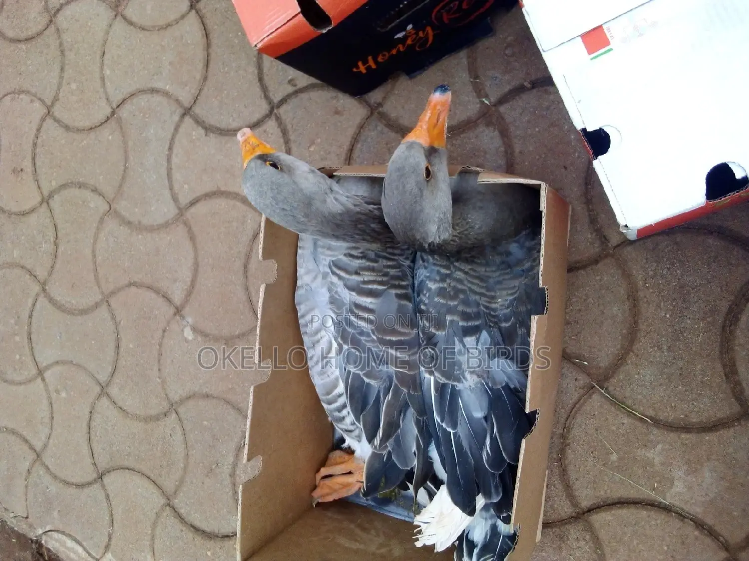 Grey Geese for Sell in Kampala