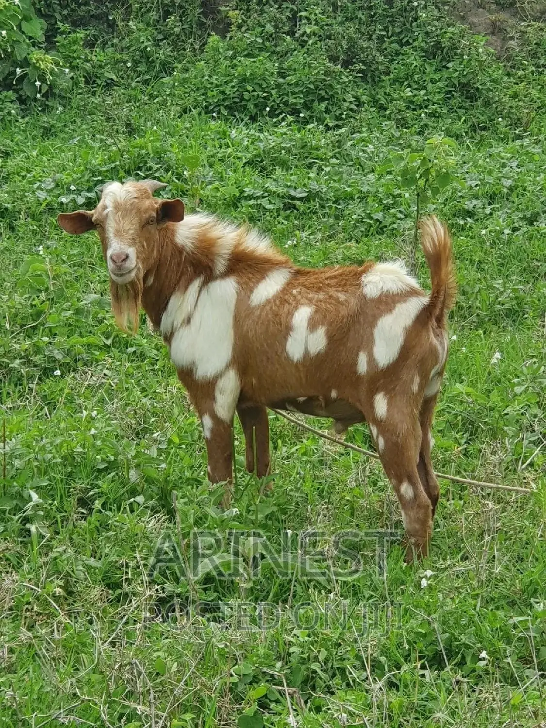 Bitanga Byambale