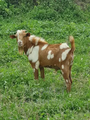 Bitanga Byambale