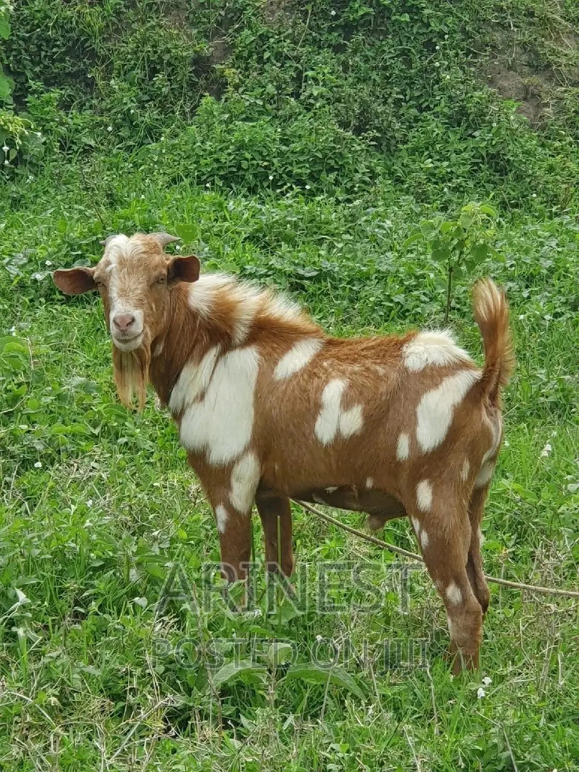 Bitanga Byambale