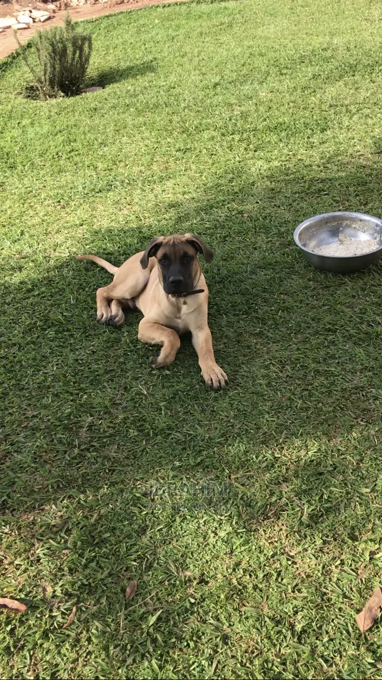 3-6 Months Male Purebred Boerboel