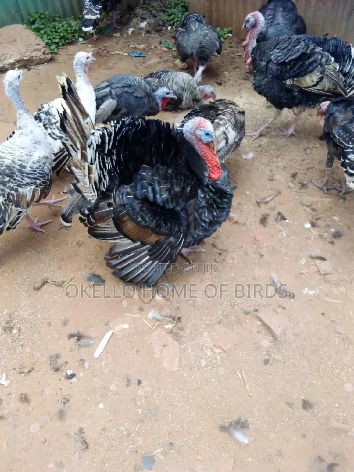 Big Male Turkey for Meat Weight 5to6 Kg