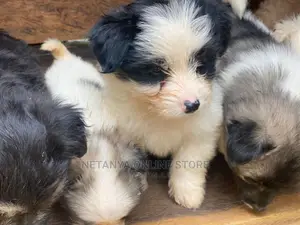 Photo - 1-3 Months Female Purebred Maltese