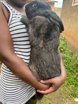 Flemish Giants a Type