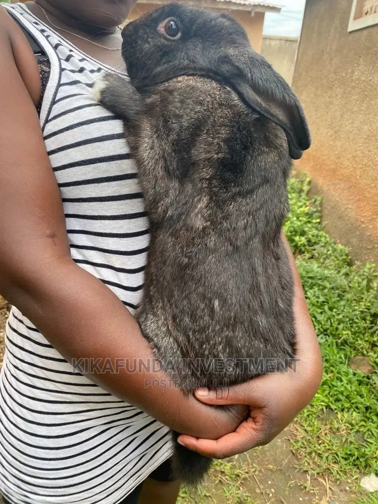 Flemish Giants a Type