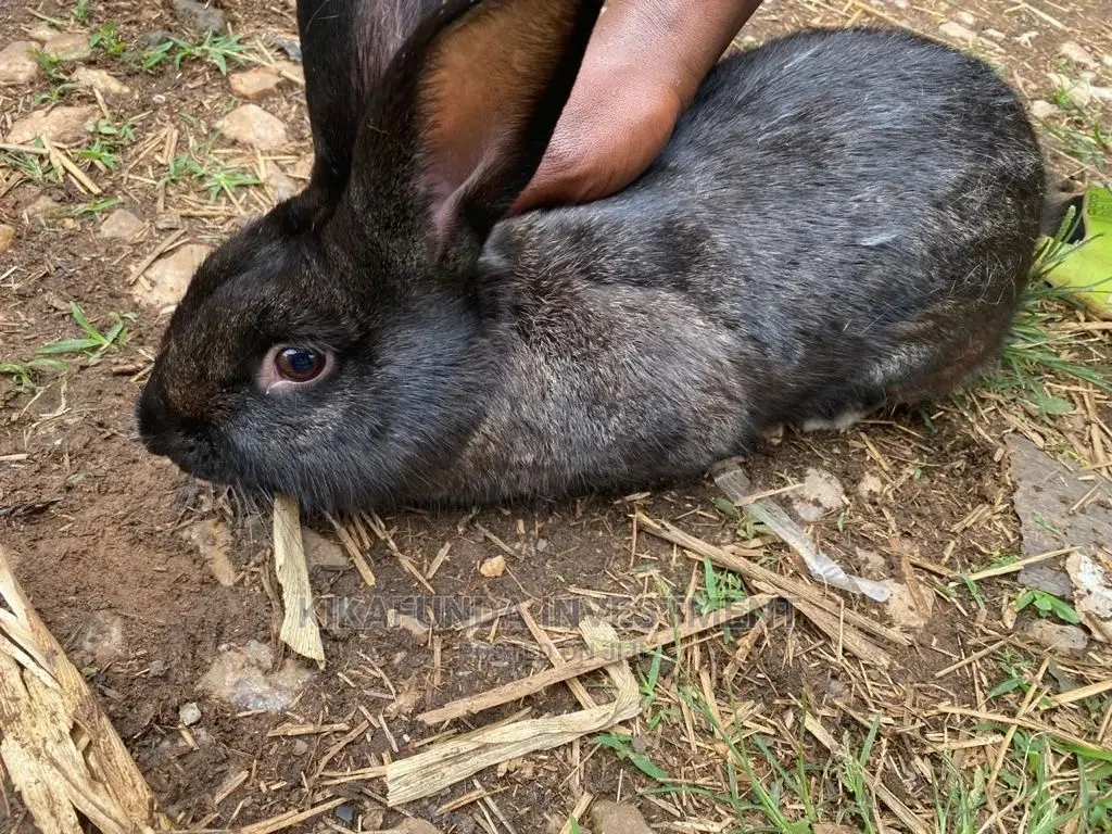 Flemish Giants a Type