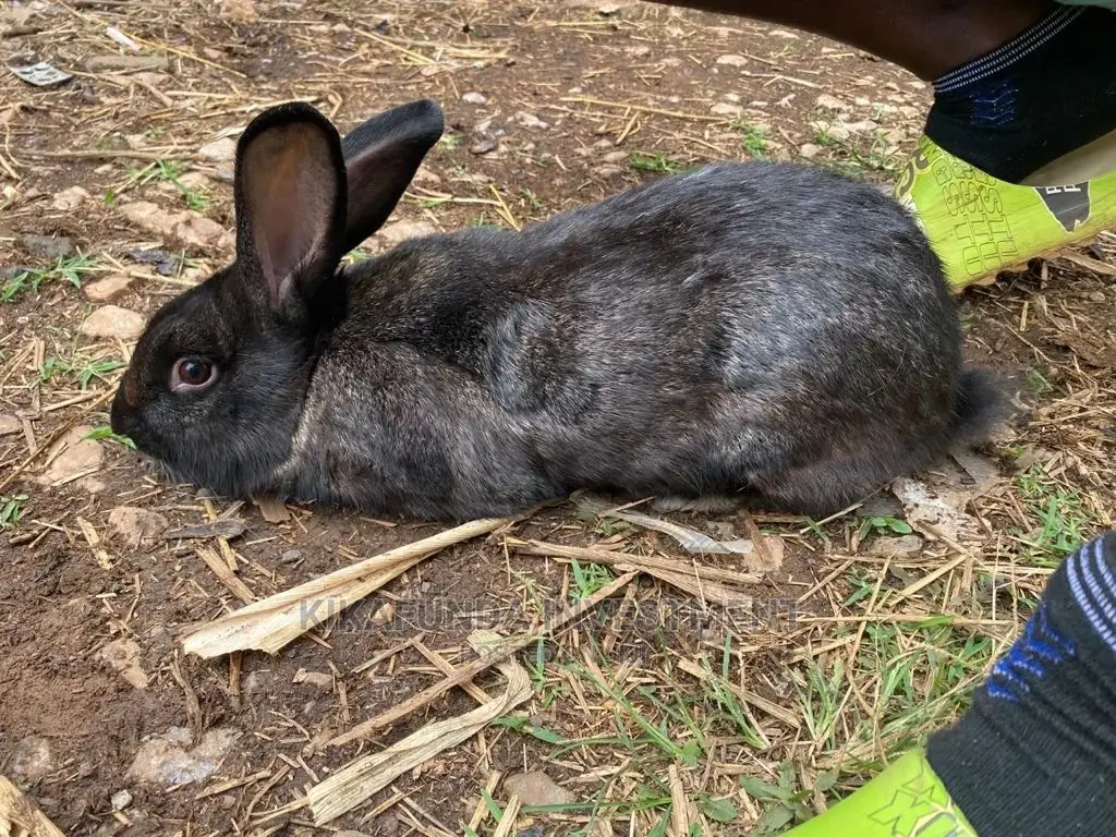 Flemish Giants a Type