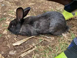 Flemish Giants a Type