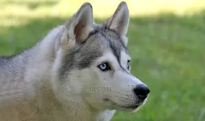 Young Male Purebred Siberian Husky