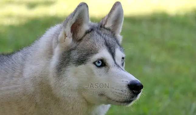 Young Male Purebred Siberian Husky