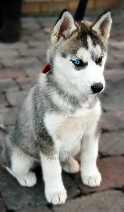 Young Male Purebred Siberian Husky