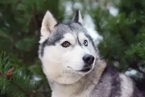 Young Male Purebred Siberian Husky