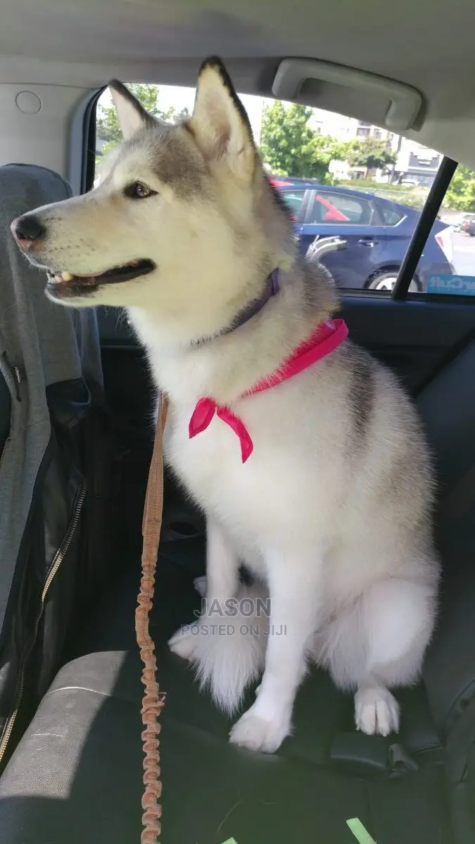 Young Male Purebred Siberian Husky