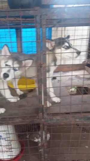 Young Male Purebred Siberian Husky