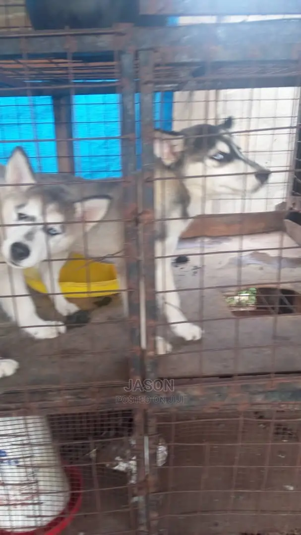 Young Male Purebred Siberian Husky