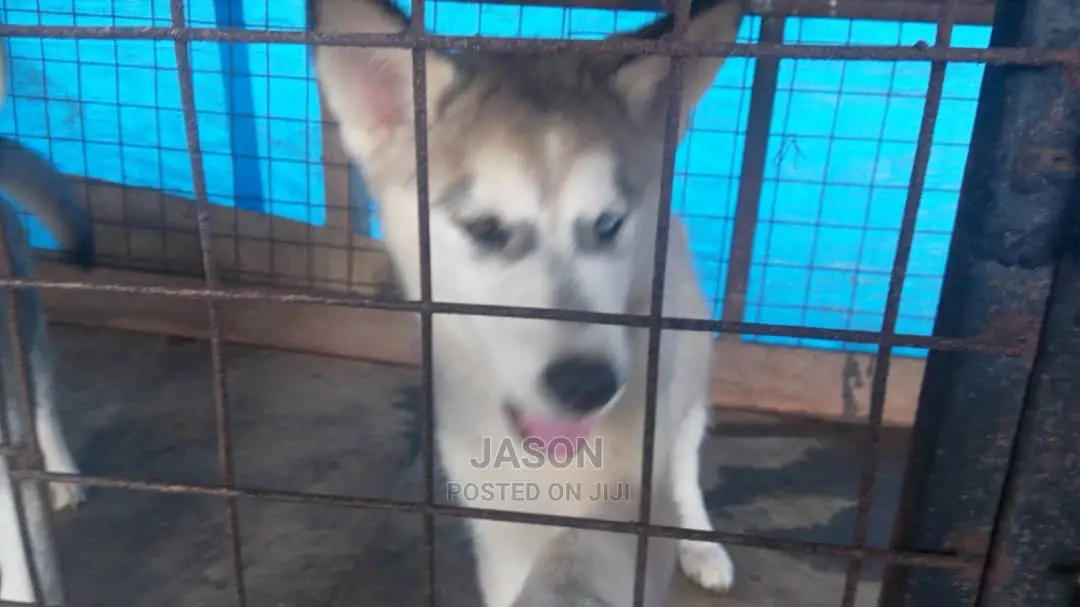 Young Male Purebred Siberian Husky