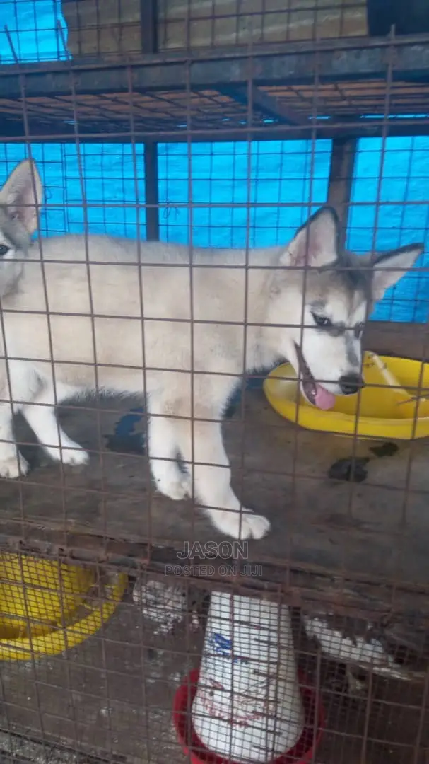 Young Male Purebred Siberian Husky